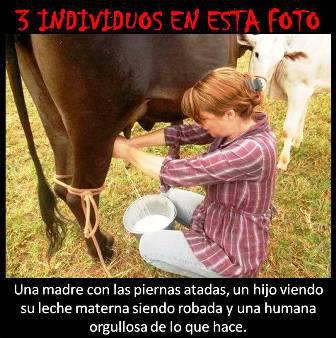 Una madre con las piernas atadas, un hijo viendo su leche materna siendo robada y una humana orgullosa de lo que hace.