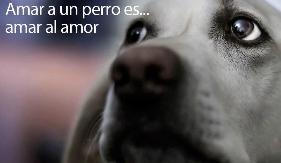 Amar a un perro...es amar al amor.