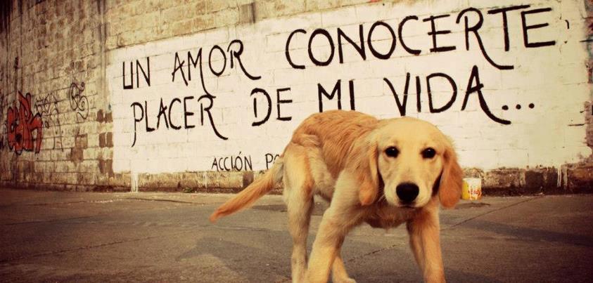Placer de mi vida