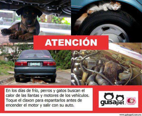 En los días de frio, perros y gatos buscan el calor de las llantas y motores de los vehículos. Toque el Claxon para espantarlos antes de...