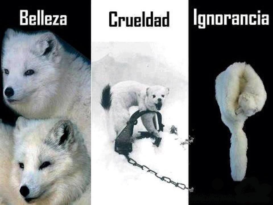 Belleza. Crueldad. Ignorancia