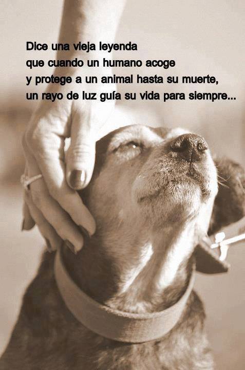 Dice una vieja leyenda que cuando un humano acoge y protege a un animal hasta su muerte, un rayo de luz quía su vida para siempre...