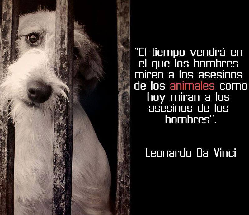 El tiempo vendrá en que los hombres miren a los asesinos de los animales como hoy miran a los asesinos de los hombres. Leonardo Da Vinci