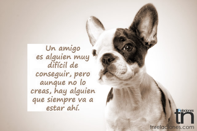 Un amigo es alguien muy difícil de conseguir