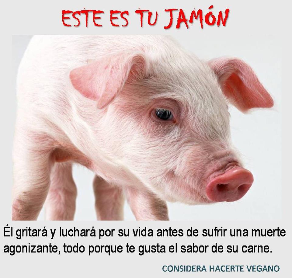 Este es tú Jamón. Él gritará y luchará por su vida antes de sufrir una muerte agonizante, todo porque te gusta el sabor de su carne.