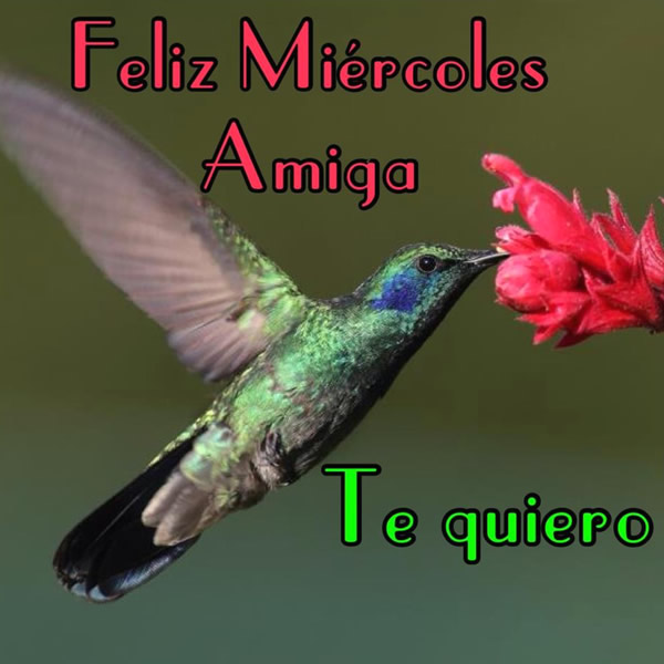Feliz Miércoles Amiga. Te quiero.