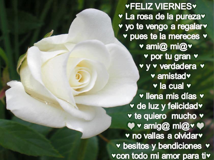 Feliz Viernes. La rosa de la pureza yo te vengo a regalar, pues te la mereces amig@ mi@ por tu gran y verdadera amistad, la cual llena mis días de luz y felicidad....