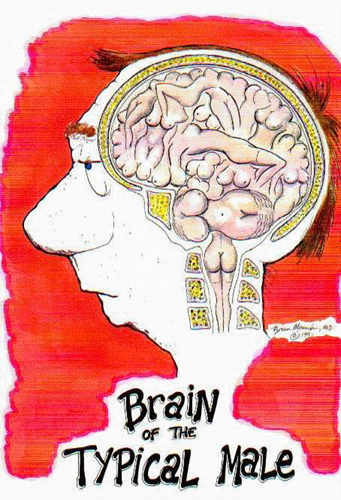 Cerebro del Hombre