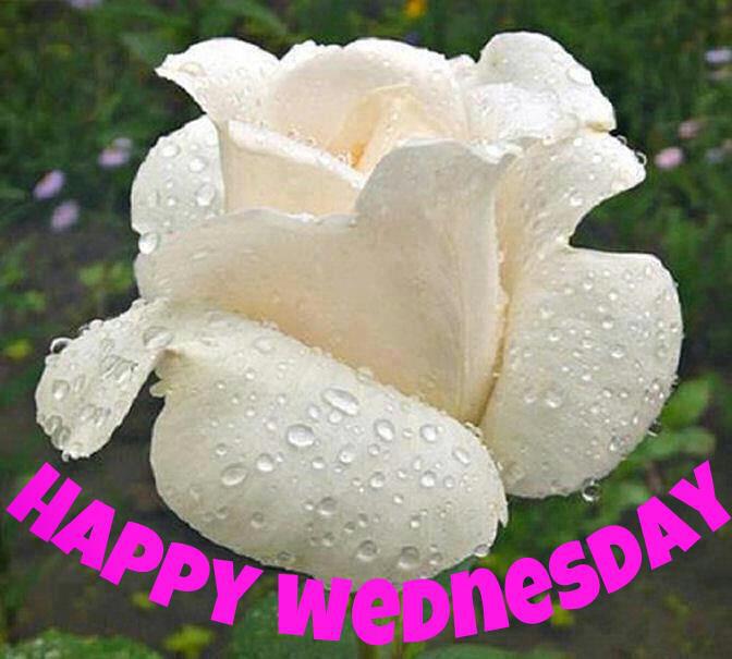 Happy Wednesday