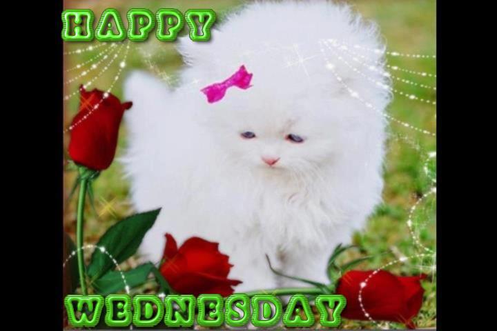 Happy Wednesday