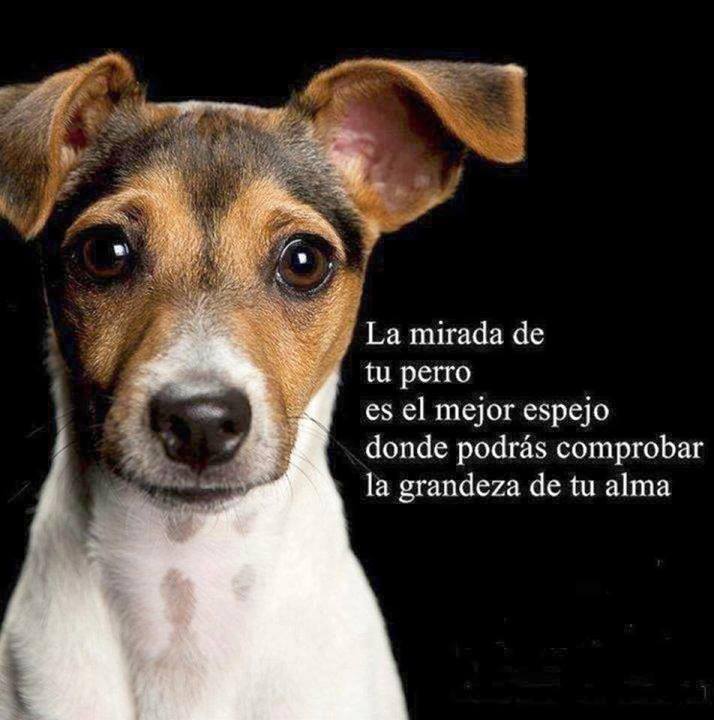 La mirada de tu perro es el mejor espejo donde podrás comprobar la grandeza de tu alma.