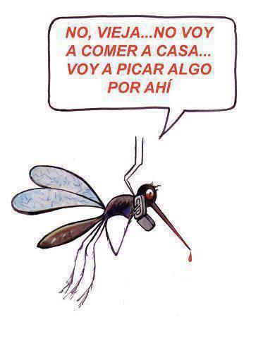 Mosquito no va ha comer a casa de mamá