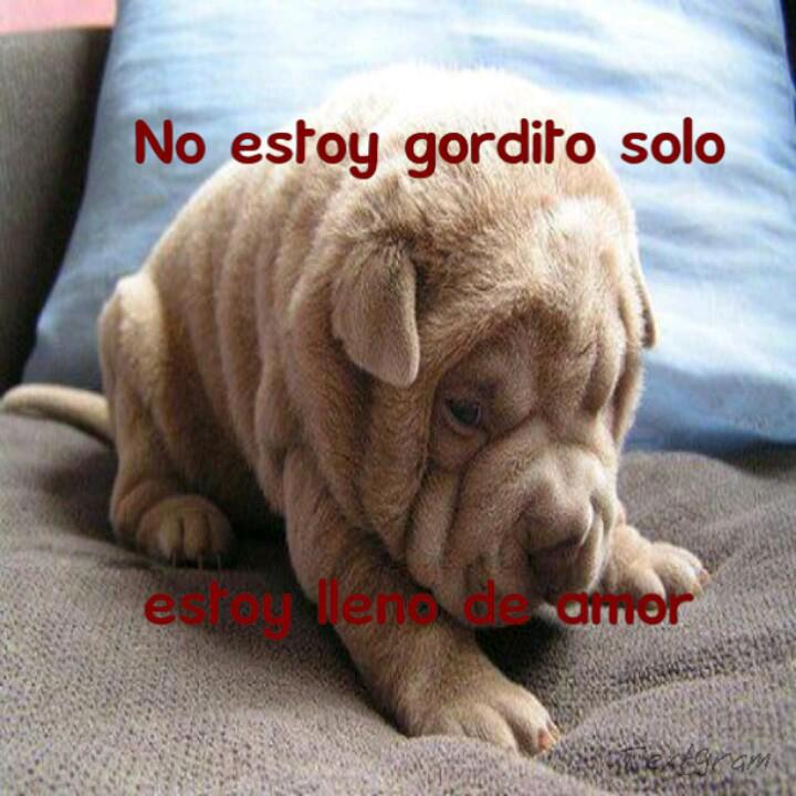 No estoy gordito solo estoy lleno de amor.