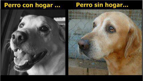 Perro con Hogar y sin Hogar