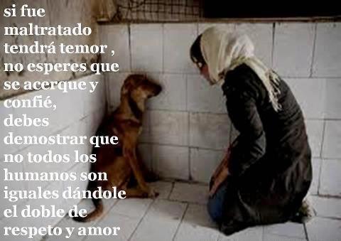Si fué Maltratado tendrá temor, no esperes que se acerque y confie, debes demostrar que no todos los humanos son iguales dándole el doble de respeto y amor.