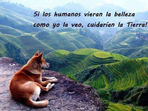 Si los humanos vieran la Belleza como yo la veo, cuidarían la Tierra.
