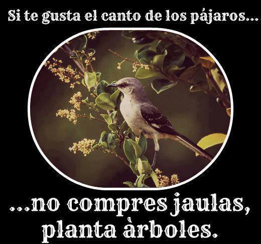 Si te gusta el canto de los pájaros...no compres jaulas, planta árboles.