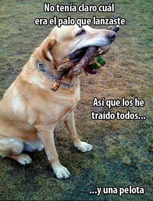 No tenía claro cuál era el palo que lanzaste. Así que los he traído todos...y una pelota.