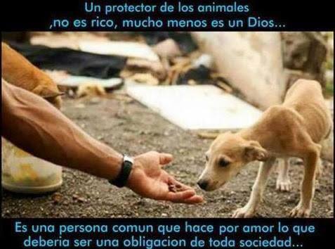 Un protector de Animales, no es rico, mucho menos es un Dios...Es una persona común que hace por amor lo que debería ser una obligación de toda la sociedad...
