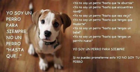 Yo soy un perro para siempre, no un perro hasta que...