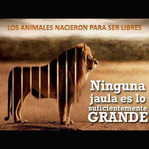 Los Animales nacieron para ser libres. Ninguna Jaula es lo suficientemente grande.