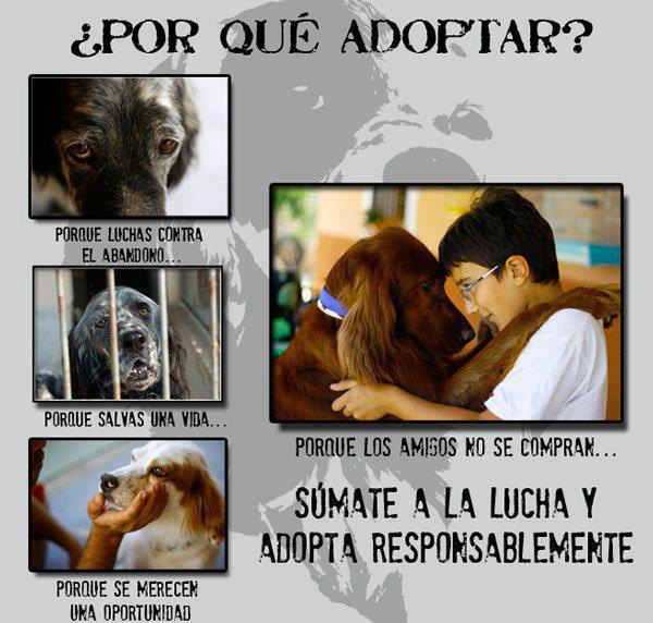 Por qué adoptar. Porque luchas contra el abandono. Porque salvas una vida. Porque se merecen una oportunidad.