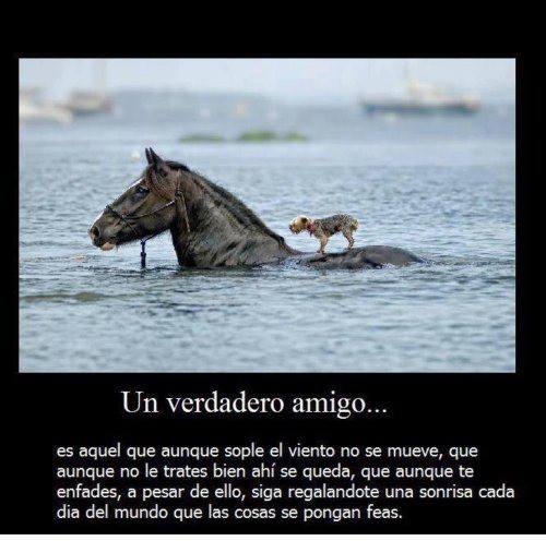 Un verdadero Amigo...es aquel que aunque sople el viento no se mueve, que aunque no le trates bien ahí se queda, que aunque te enfades...