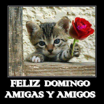 Feliz Domingo Amigas y Amigos