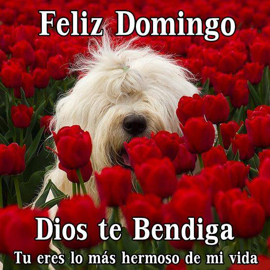 Feliz Domingo