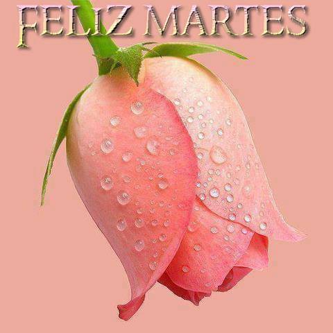 Feliz Martes