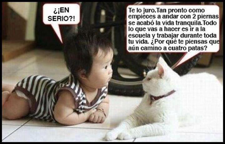 El Niño y el Gato
