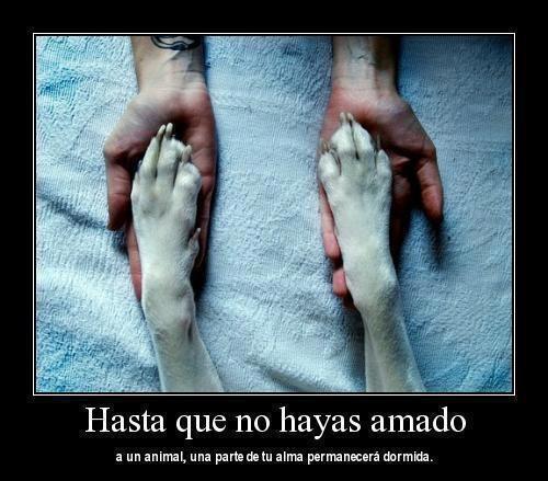 Hasta que no hayas amado…