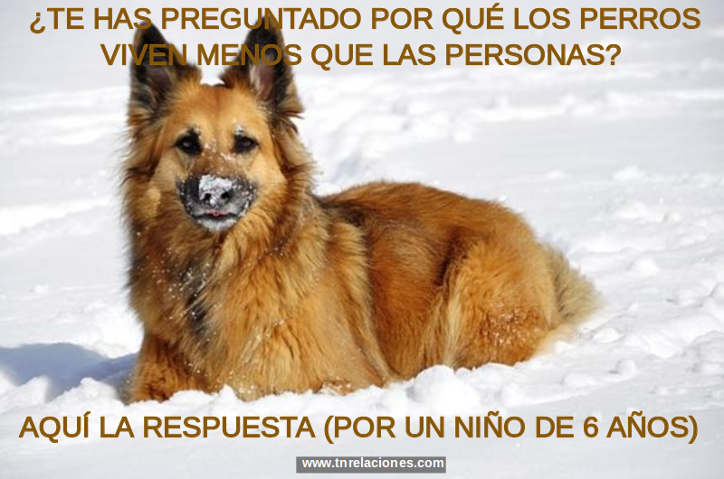 Porqué los perros viven menos que las personas