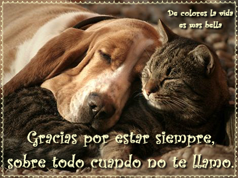 Gracias por estar siempre…