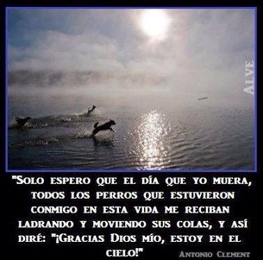 Perros