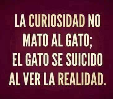 La curiosidad no mató al gato. El gato se suicidó al ver la realidad.