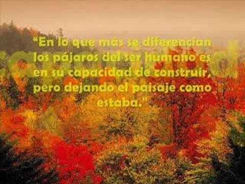 En lo que más se diferencian los pájaros del ser humano es en su capacidad de construir, pero dejando el paisaje como estaba.