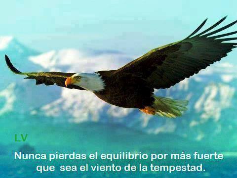 Nunca pierdas el equilibrio por más fuerte que sea el viento de la tempestad.