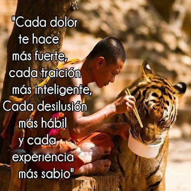 Cada dolor te hace más fuerte, cada traición más inteligente, cada desilusión más hábil y cada experiencia más sabio.