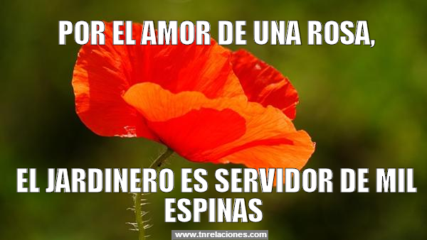 Por el amor de una rosa, el jardinero es servidor de mil espinas, el jardinero es servidor de mil espinas