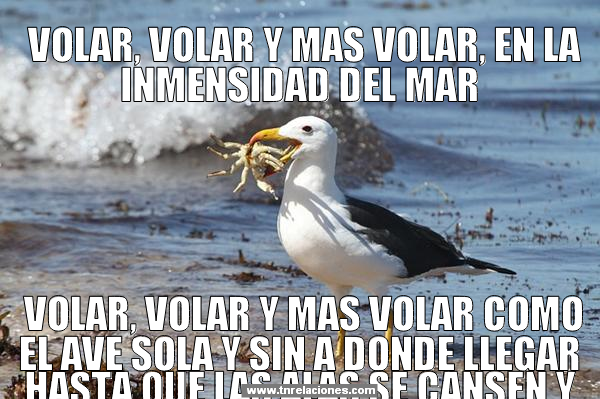 Volar, Volar y mas Volar, en la inmensidad del mar, Volar, Volar y más Volar como el ave sola y sin a donde llegar hasta que las alas se cansen.