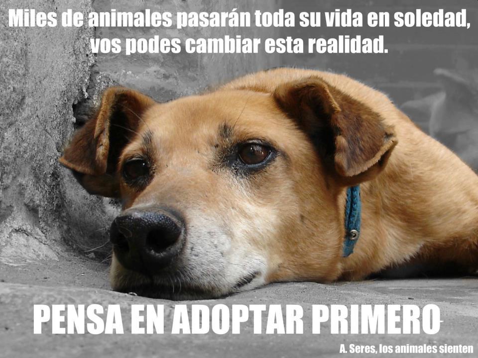 Miles de animales pasarán toda su vida en soledad, vos podes cambiar esta realidad.