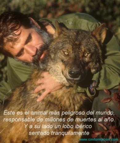 Este es el animal más peligroso del mundo, responsable de millones de muertes al año. Y a su lado un lobo ibérico sentado tranquilamente.