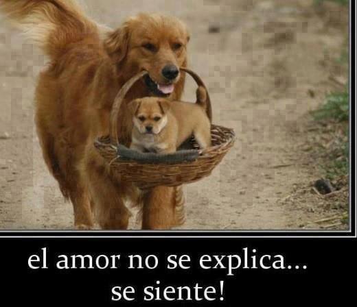 El amor no se explica...se siente!