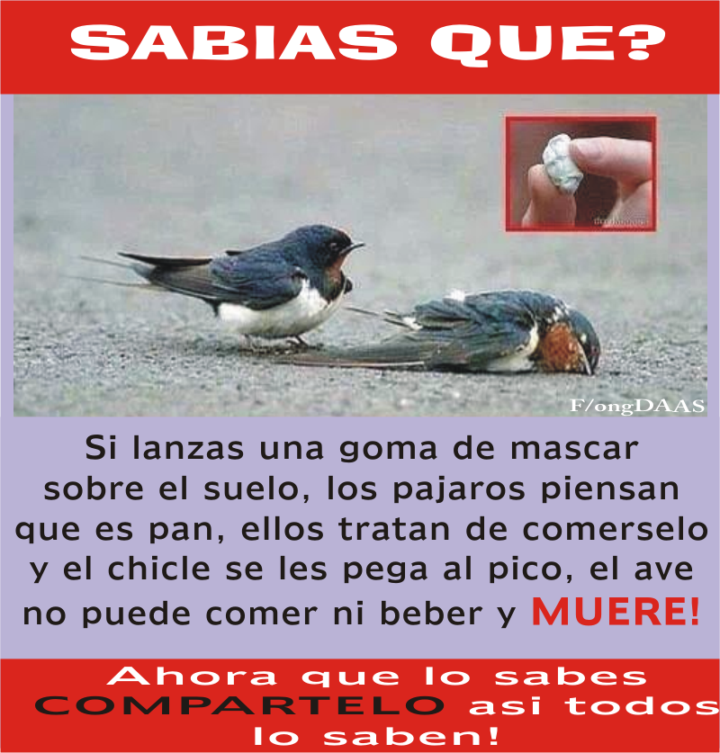 Los pájaros y los chicles. Si lanzas una goma de mascar sobre el suelo, los pájaros piensan que es pan, ellos tratan de comerselo y el chicle se les pega al pico, el ave no puede comer ni beber y Muere!