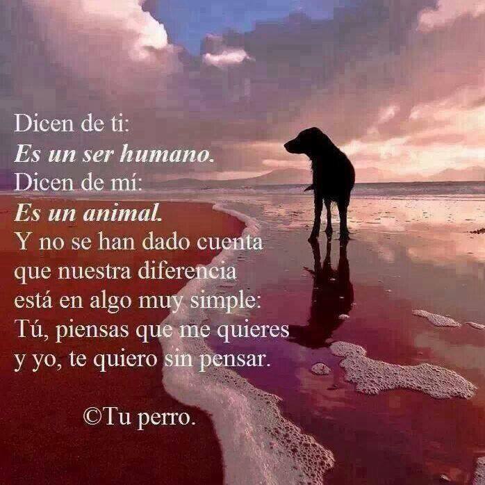 Dicen de ti: Es un ser humano. Dicen de mí: Es un animal. Y no se han dado cuenta que nuestra diferencia está en algo muy simple: Tú, piensas que me quieres y yo, te quiero sin pensar. Tu perro