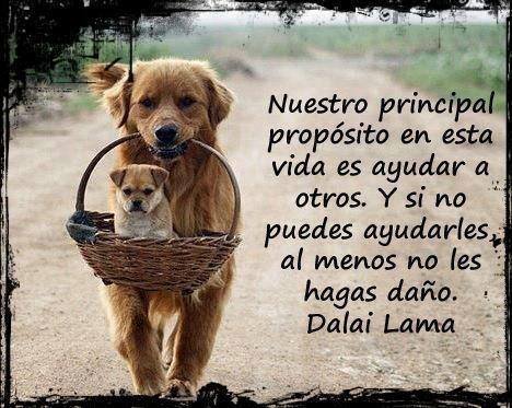 Nuestro principal propósito en esta vida es ayudar a otros. Y si no puedes ayudarles al menos no les hagas daño. Dalai Lama