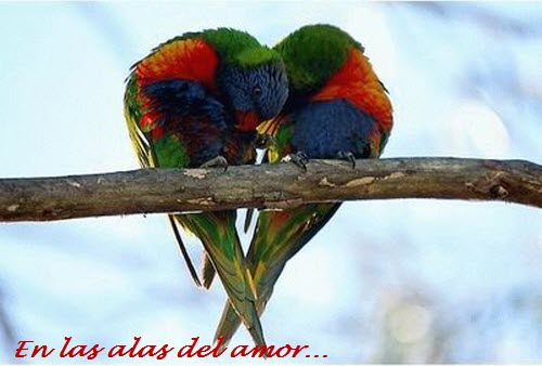 Día de la Amistad y el Amor. En las alas del amor...