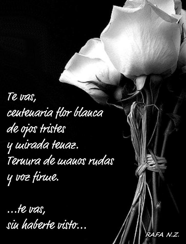 Te vas, centenaria flor blanca…