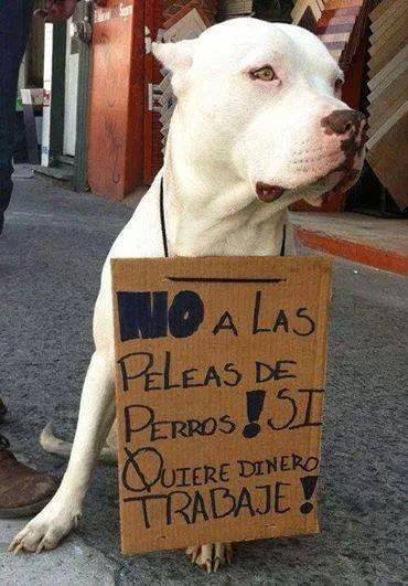 No a las peleas de Perros! Si quiere dinero Trabaje!